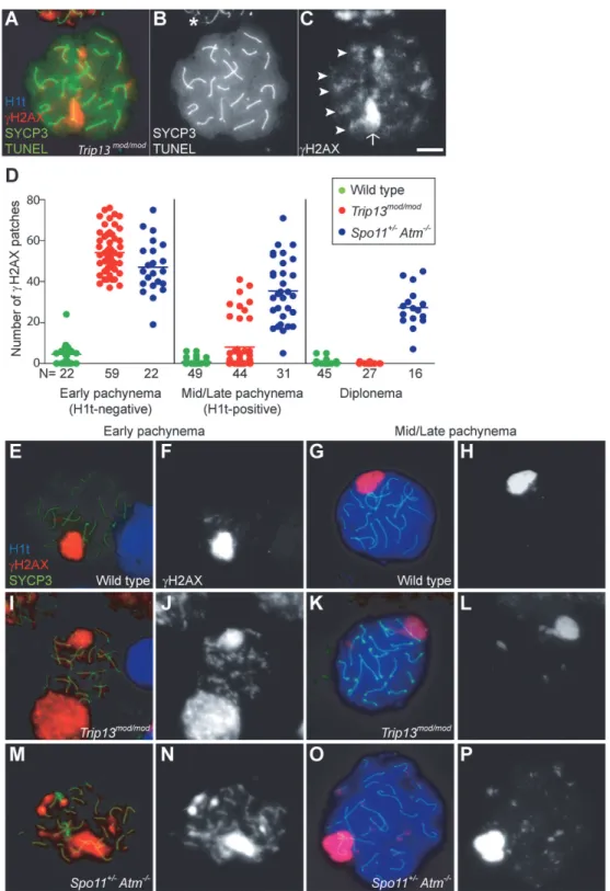 Fig 1. Trip13 mod/mod spermatocytes activate a recombination-dependent arrest at pachynema