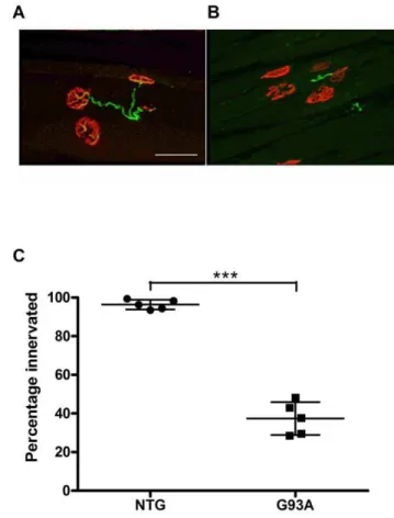 Figure 2. Quantification of neuromuscular junction (NMJ) innervation at 60days in SOD1 G93A transgenic mice
