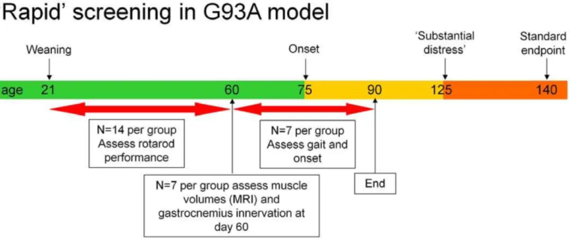 Figure 5. A short term protocol for preclinical pharmacology studies in SOD1 G93A transgenic mice