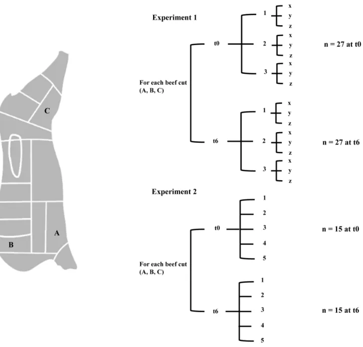 Figure 1. Carcass sampling points used in this study; beef cuts: A, brisket; B, chuck; C, thick-flank