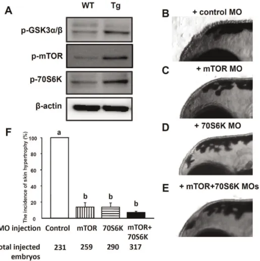 Figure 3. The Akt downstream genes are activated in Tg (krt4:Hsa.myrAkt1) cy18 . (A) Western blot analysis of protein lysate extracted from adult tail fins showing that many downstream targets of Akt1 are over-phosphorylated in Tg