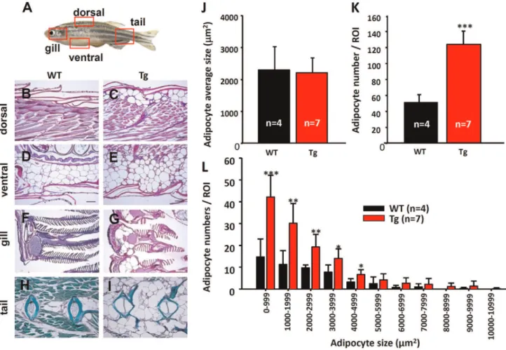 Figure 5. Histology of the obese transformed Tg (krt4:Hsa.myrAkt1 ) cy18 . (A) Schematic diagram showing the relative positions (red dotted boxes) for histological sections from B to I