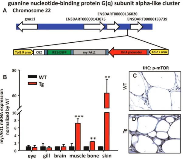 Figure 6. Detection of the ectopic expression of myrAkt1 transgene in Tg (krt4:Hsa.myrAkt1 ) cy18 