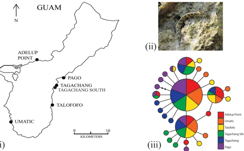 Fig 2. Sampling localities and haplotype network. The (i) sampling localities of Alticus arnoldorum around the island of Guam, site abbreviations as in Table 1, (ii) A.arnoldorum (photo G Cooke), and (iii) results from the haplotype network based on 120 mt
