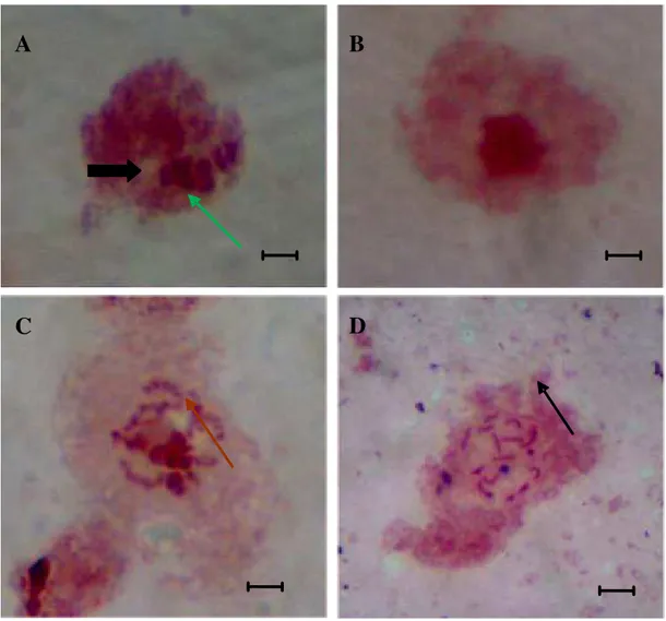 Figura 2. Preparaciones citológicas en embriones de Dactylopius coccus. A) núcleo interfásico de la línea celular 1, con dos  clases de cromatina, una de alta tinción y de posición excéntrica (flecha verde) y la otra de baja tinción y de posición central  