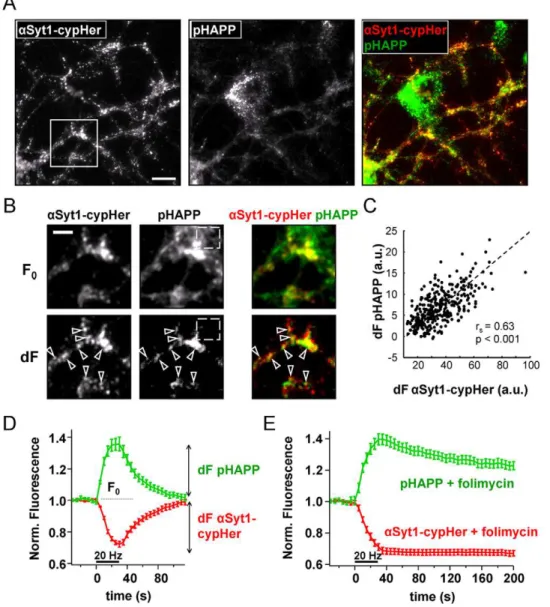 Figure 4. pHluorin-APP and aSyt1-cypHer co-localize at sites of synaptic activity and accurately report synaptic activity