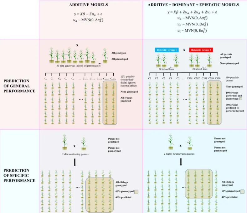 Fig 1. Examples of genome-assisted prediction performed using sommer. In the first row of the figure, genomic prediction of general performance (cross performance prediction) is summarized; in the 1 st square, the model to predict crosses with a single add