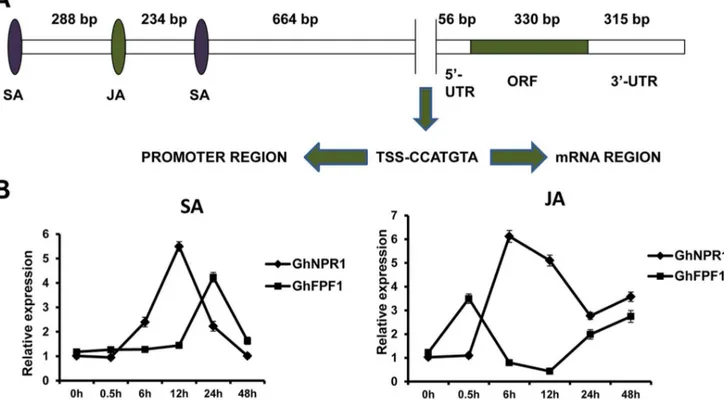 Figure 4. over-expression of GhFPF1 promoted flowering in Arabidopsis . A. 24-day-old plants grown under long-day conditions