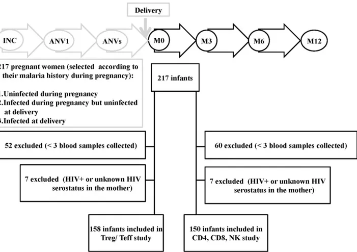 Fig 1. Flow diagram of birth cohort study. 217 pregnant women were enrolled under 24 weeks of gestation and their infants were longitudinally followed- followed-up from birth to 12 months of age