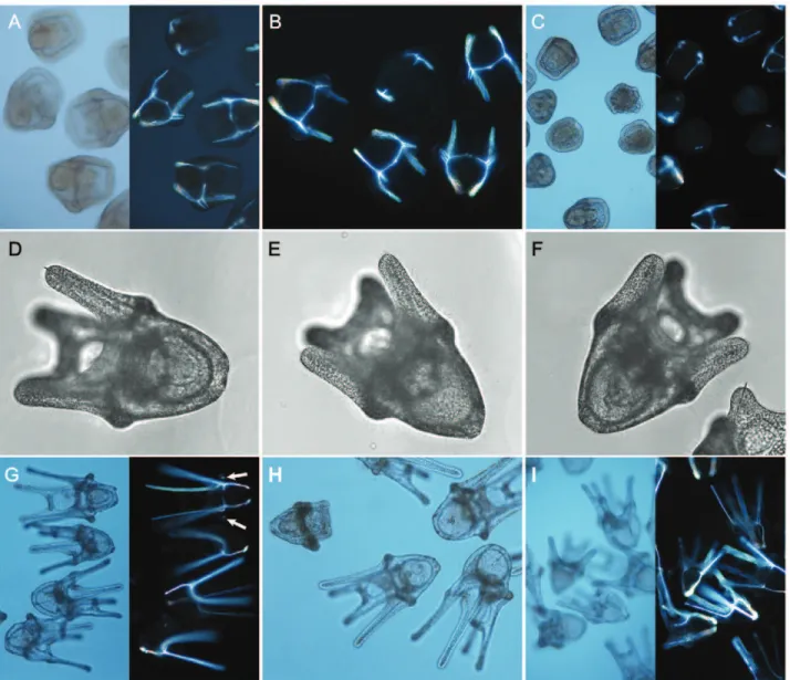 Figure 4. Developmental series of larvae images, including polarized microscopy. A–C) Fifteen day old prism larvae imaged under brightfield and polarized light