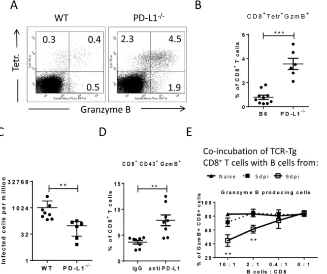 Fig 6. Suppression of CD8 + T cell function by PD-L1 expressing target cells. C57BL/6 and PD-L1 -/- mice were infected with FV
