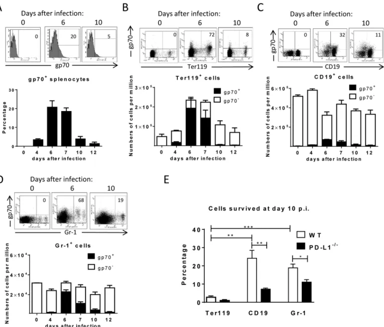 Fig 1. Target cell populations of FV infection. C57BL/6 mice were infected with FV and splenocytes were isolated at different time points after infection.