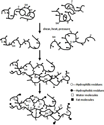 Figure 1. Schematic  diagram  of  a  protein  molecule  denaturing, aligning in the direction of flow and cross-linking through hydrophobic  interactions and  disulfide bond  formations with another  protein during  extrusion processing  (modi-fied from  t