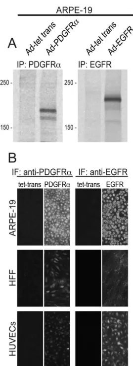 Figure 1. Characterization of Ad vectors expressing human PDGFRa and EGFR. (A) ARPE-19 epithelial cells were transduced with Ad-tet-trans alone (100 PFU/cell) or Ad-PDGFRa and Ad-tet-trans (50 PFU/cell of each) or Ad-EGFR and Ad-tet-trans (50 PFU/cell of e