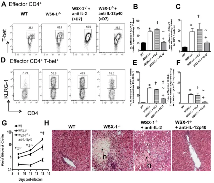 Figure 5. Neutralisation of IL-12p40, but not IL-2, attenuates the Th1 response in WSX-1 2/2 mice during malaria infection