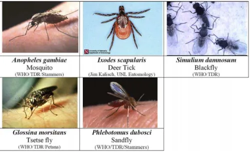 Figure 2 shows the potential distribution of four species of West Nile virus–carrying mosquitoes in the United States derived using the techniques described by Rogers et al