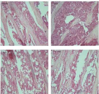 Table  4．The  effects  of  ovariectomy,  E 2 and  α-ZAL  treatments  on  serum IL-  and TNFα in rats 