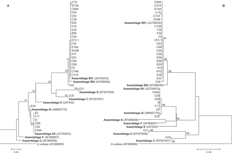 Fig 1. Dendrograms of Giardia duodenalis based on nucleotide sequences of the gdh gene
