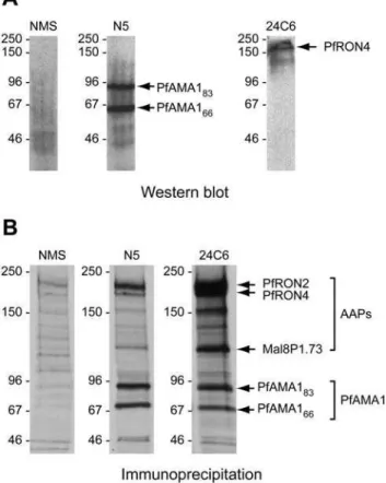 Figure 1. The PfAMA1 complex comprises PfAMA1 plus three AAPs. (A). Western blot of schizont extracts, demonstrating the specificity of binding of anti-PfAMA1 serum N5 and mAb 24C6 for PfAMA1 and PfRON4 respectively