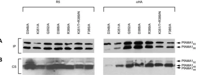 Figure 4. Mutations within the 4G2 epitope do not prevent PfAMA1-PfRON4 interaction. (A)