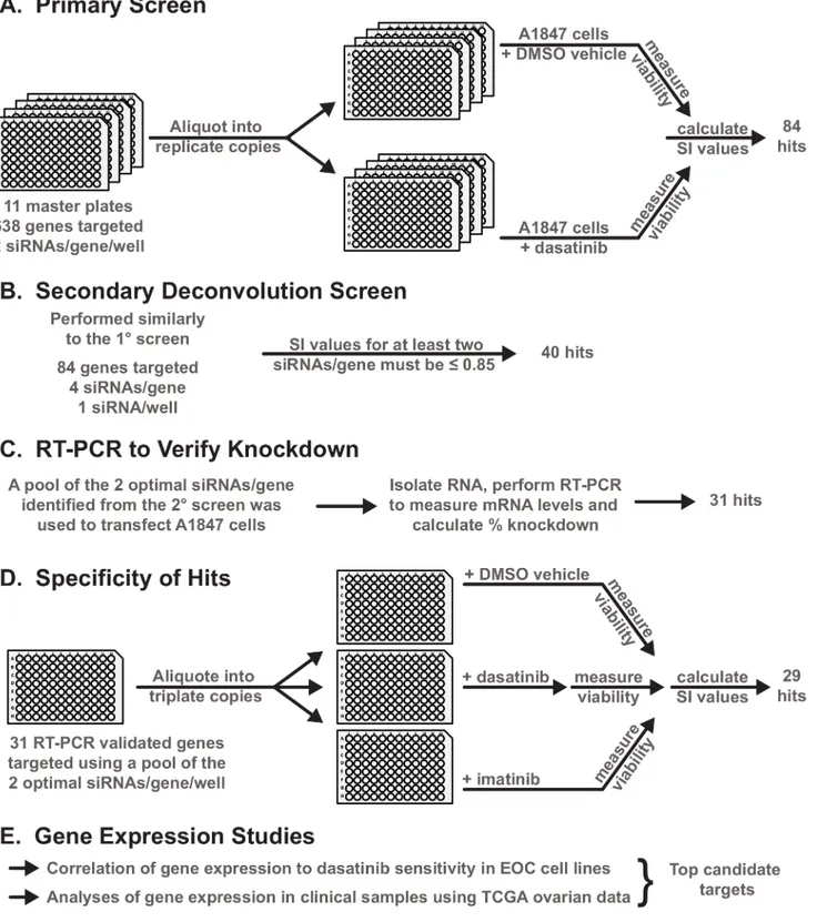 Fig 1. Overview of the design and work flow of experiments. A-F. A general schematic of the experimental workflow of the primary and secondary siRNA screening and subsequent validation and refinement experiments performed to identify the second-site sensit