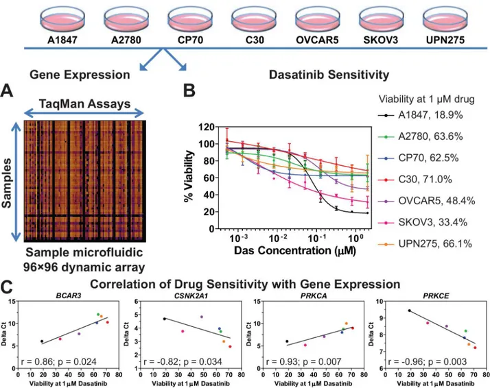 Fig 2. Correlation of gene expression to dasatinib sensitivity. A. The basal level of gene expression of 29 dasatinib-sensitizing genes in seven EOC cell lines was measured by using quantitative PCR performed with a 96☓96 dynamic array on the Fluidigm BioM