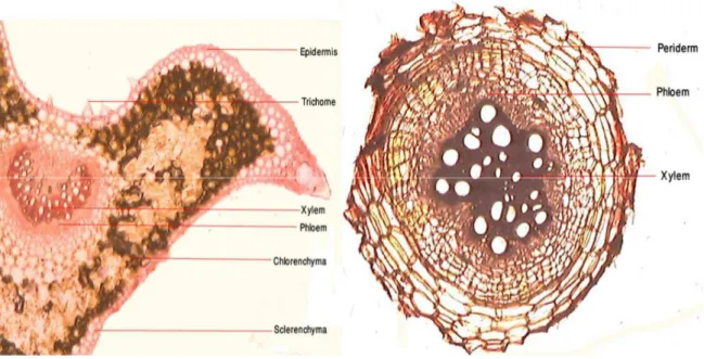 Table 1: Quantitative microscopic examinations of R. 