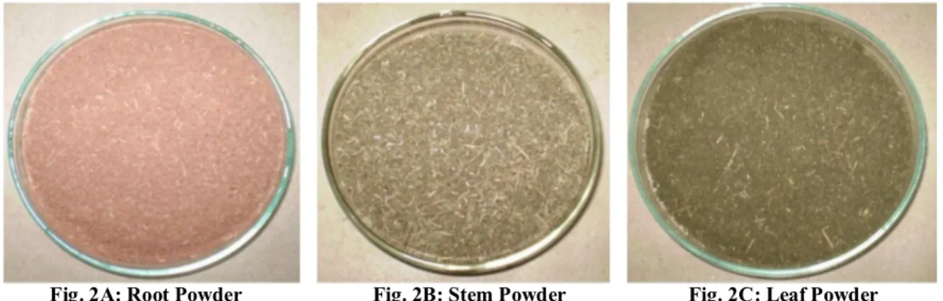 Table 5b: Powder analysis of R. cordifolia at short, and long UV and visible light 