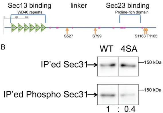 Figure 2. Identification of the phosphorylation sites in Sec31. (A) The predicted domain structure of human Sec31 by SMART (http://smart.