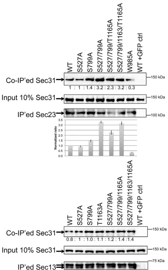 Figure 4. Dephosphorylation of Sec31 at Serines 527 and 799 increases its affinity to Sec23