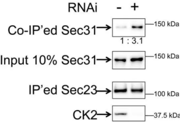 Figure 6. Depletion of CK2 increases Sec31’s affinity to Sec23.