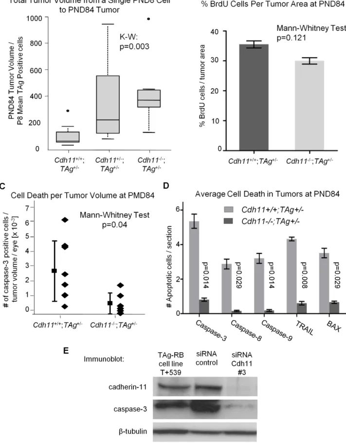 Figure 8. Allelic loss of Cdh11 led to faster growing tumors due to decreased cell death