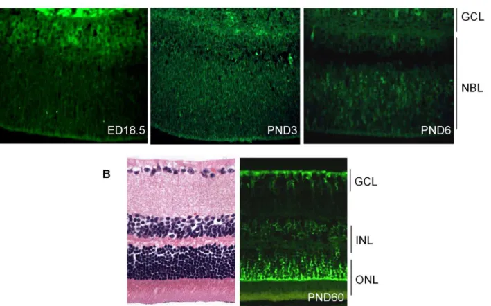 Figure 1. Expression of cadherin-11 in developing murine retina. (A) Cadherin-11 was expressed in the differentiating layer at (embryonic day) ED18.5, by retinoblasts at (post natal day) PND3 and again in a differentiating layer at PND6