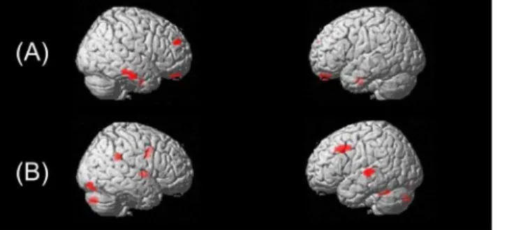 Fig. 3. Functional connectivity maps during voice or speech-sound directed information processing.