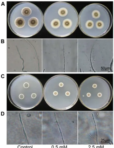 Figure 2. Effect of H 2 S fumigation on mycelial growth and micro-morphology of A. niger and P
