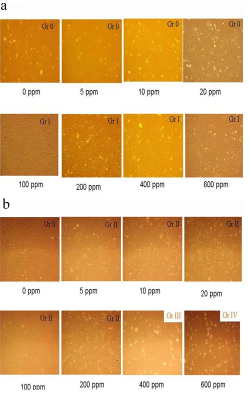 Figure 1. Cell morphology in rabbit corneal epithelial cells exposed to various FA concentrations for 3 minutes and examined at one day (a) and seven day (b) after exposure