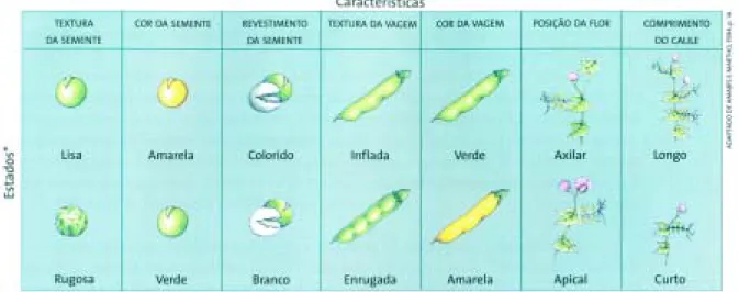 Tabela 1 – Variedades de ervilhas utilizadas por Mendel.