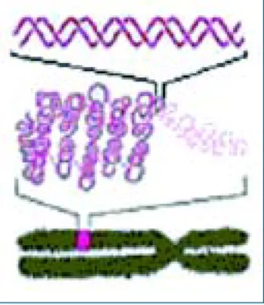 Figura 3 – Representação esquemática de DNA no cromossomo.