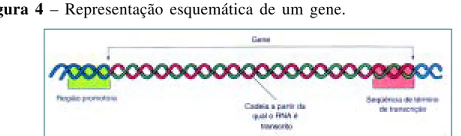 Figura 4 – Representação esquemática de um gene.