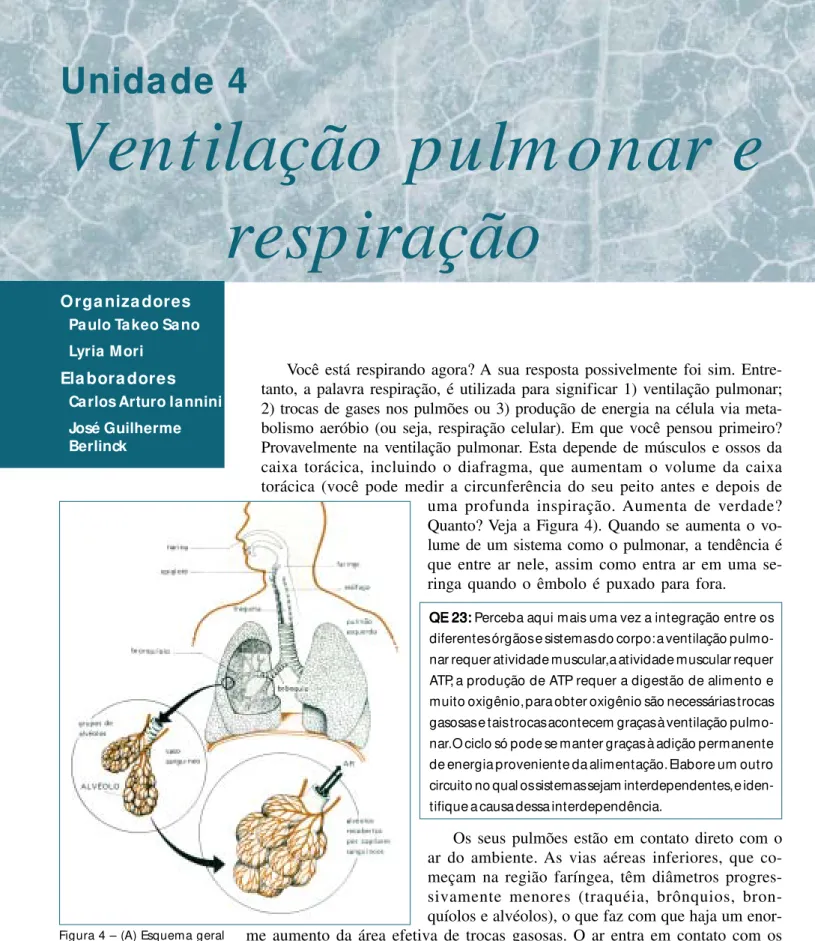 Figura 4 – (A) Esquema geral d o t rat o resp irat ório, com suas subdivisões, terminando nos alvéolos (“saquinhos em cacho-de-uva”), mostrados de maneira ampliada no detalhe da figura.