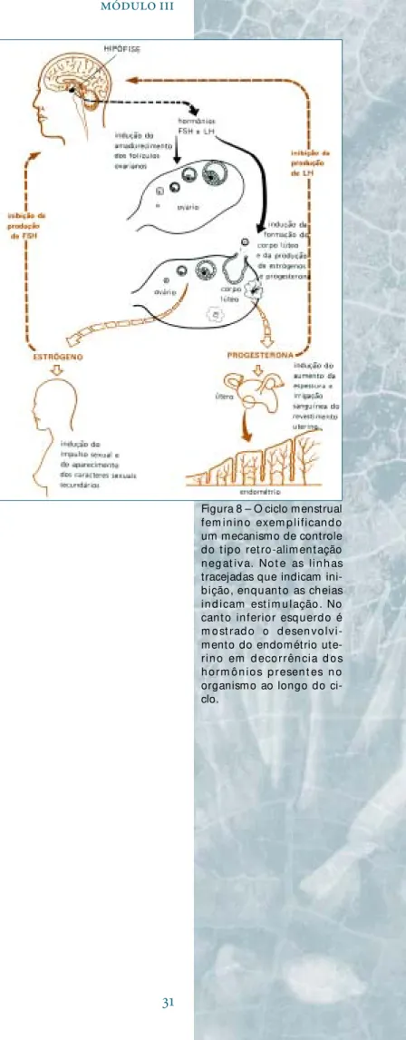 Figura 8 – O ciclo menstrual fem inino exem p lificand o um mecanismo de controle do t ipo ret ro-alim ent ação n eg at iva