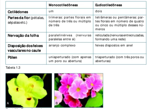 Fig. 1. 21 - Nervação de folhas de angiospermas;