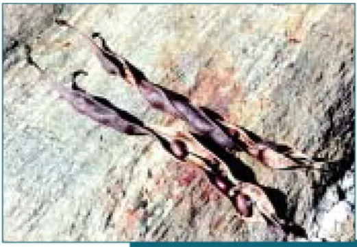 Fig. 2.1 - Fruto do tipo le- le-gume.
