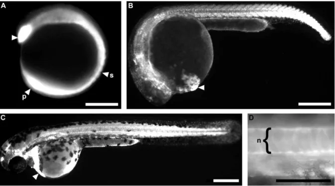 Figure 2. GFP expression in stable transgenic lines consistent with tbx16 expression in wild type embryos