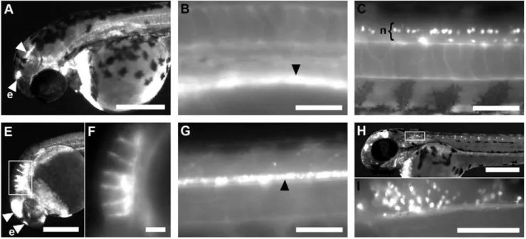 Table 1. Tissue specific GFP fluorescence patterns.