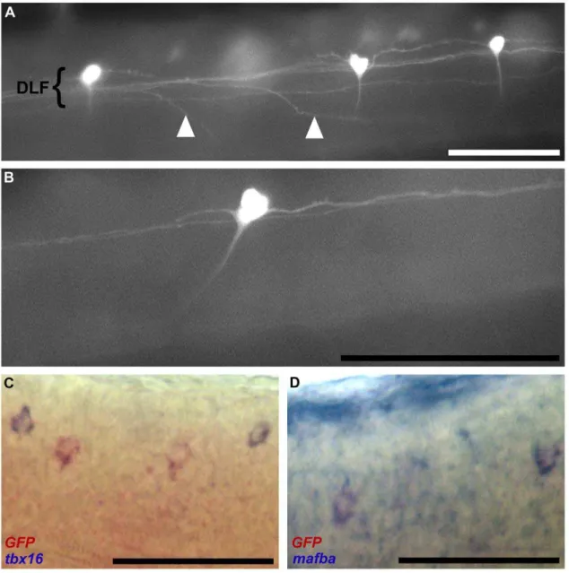 Figure 4. Identification of spinal cord neurons in line 812C at 48 hpf. (a) Lateral view of three GFP-positive neural cells situated in a non- non-uniform distribution along the dorsal longitudinal fasiculus (DLF) indicated by a tight grouping of neuronal 