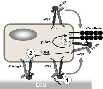 Figure 9. Proposed model of cilengitide effects on endothelial cells. Cilengitide acts on aVb3-expressing endothelial cells in three ways: 1, it suppresses aVb3-dependent adhesion by directly inhibiting aVb3-ligand-binding function; 2, it interferes with b
