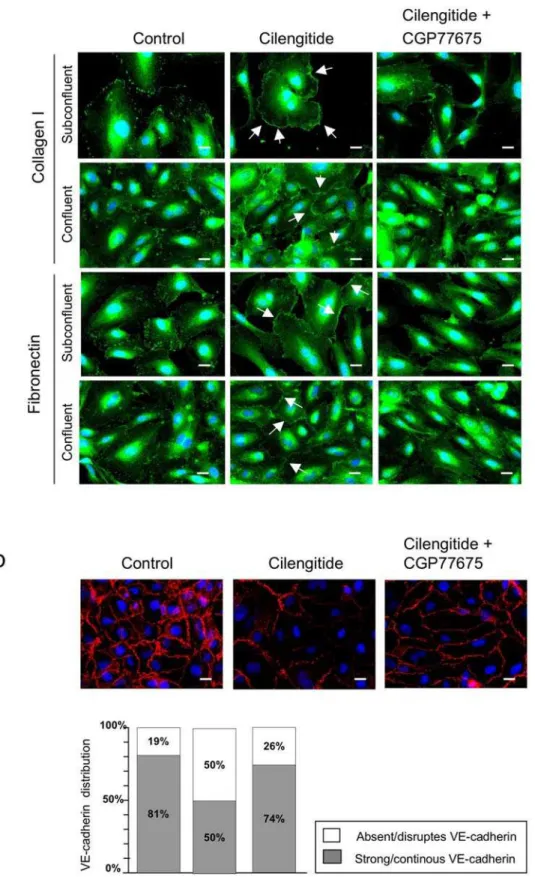 Figure 6. Src inhibition prevents cilengitide-induced relocalization of aVb3 at the cell edge and disappearance of VE-cadherin from cellular junctions