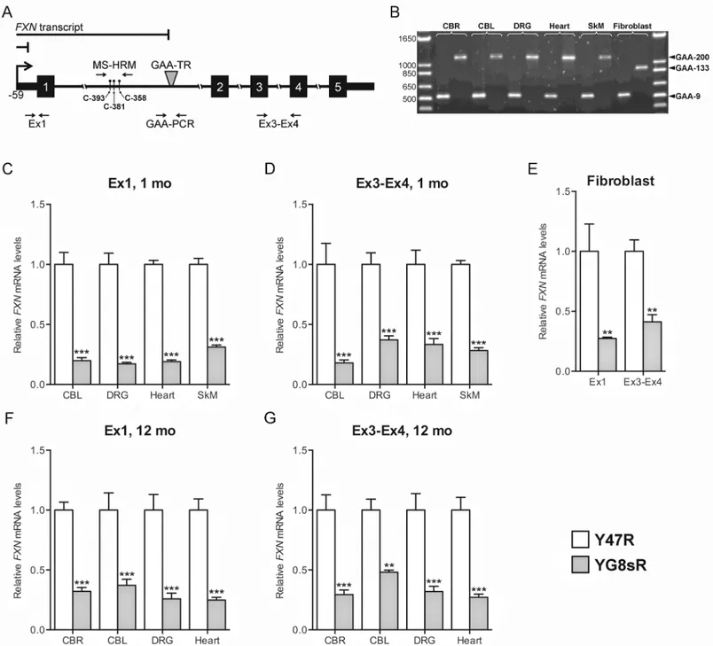 Fig 1. FXN transcriptional deficiency in the YG8sR mouse extends both upstream and downstream of the expanded GAA-TR mutation
