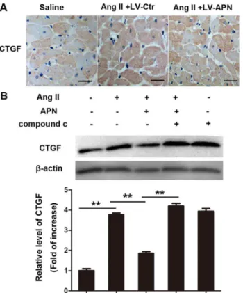 Fig 7. APN suppressed increased CTGF expression caused by Ang II. (A) CTGF levels were measured in the rat left ventricle by immunohistochemistry using CTGF antibodies